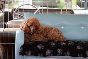 %_tempFileNameIMG_3459%