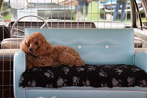 %_tempFileNameIMG_3460%